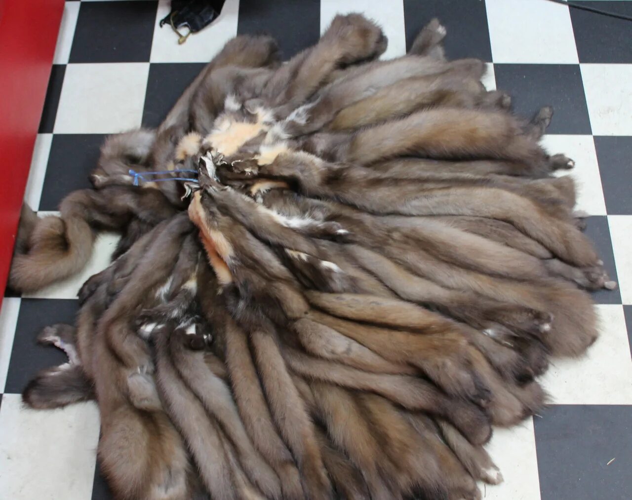 Шкурки скупка. Куда продать шкуру. Размер шкурки куницы. Размер шкурки бобра. Скупщики пушнины.