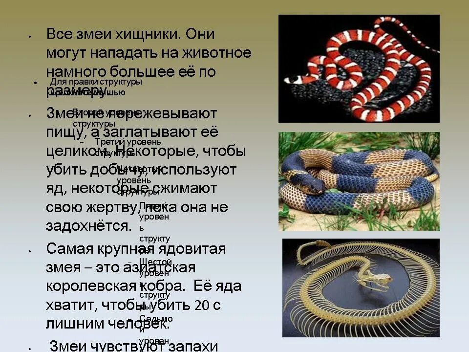 Сообщение о змей. Характеристика змеи. сообщение о пресмыкающихся змей. реферат на тему змеи. змеи 3 класс.