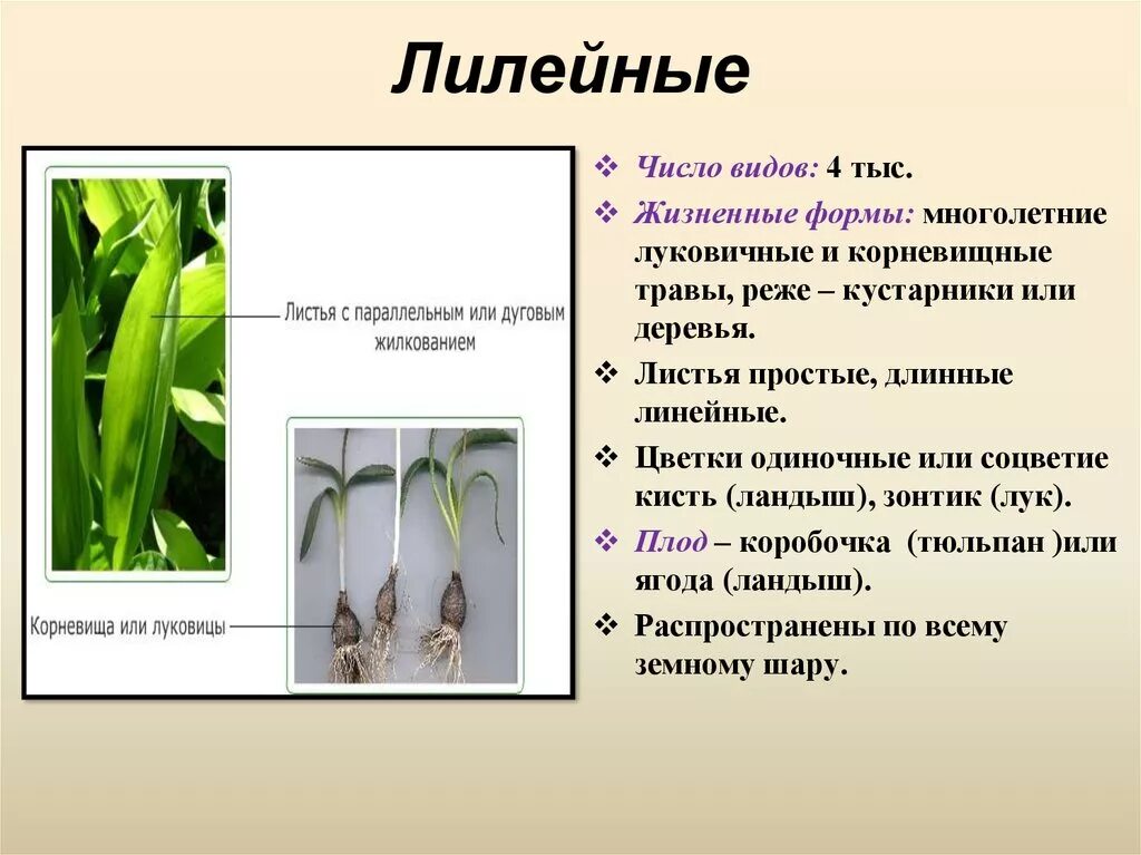 Семейство Лилейные биология 6 класс. Семейства класса Однодольные луковые. Луковые семейства Однодольные биология. Лилейные злаковые луковичные.