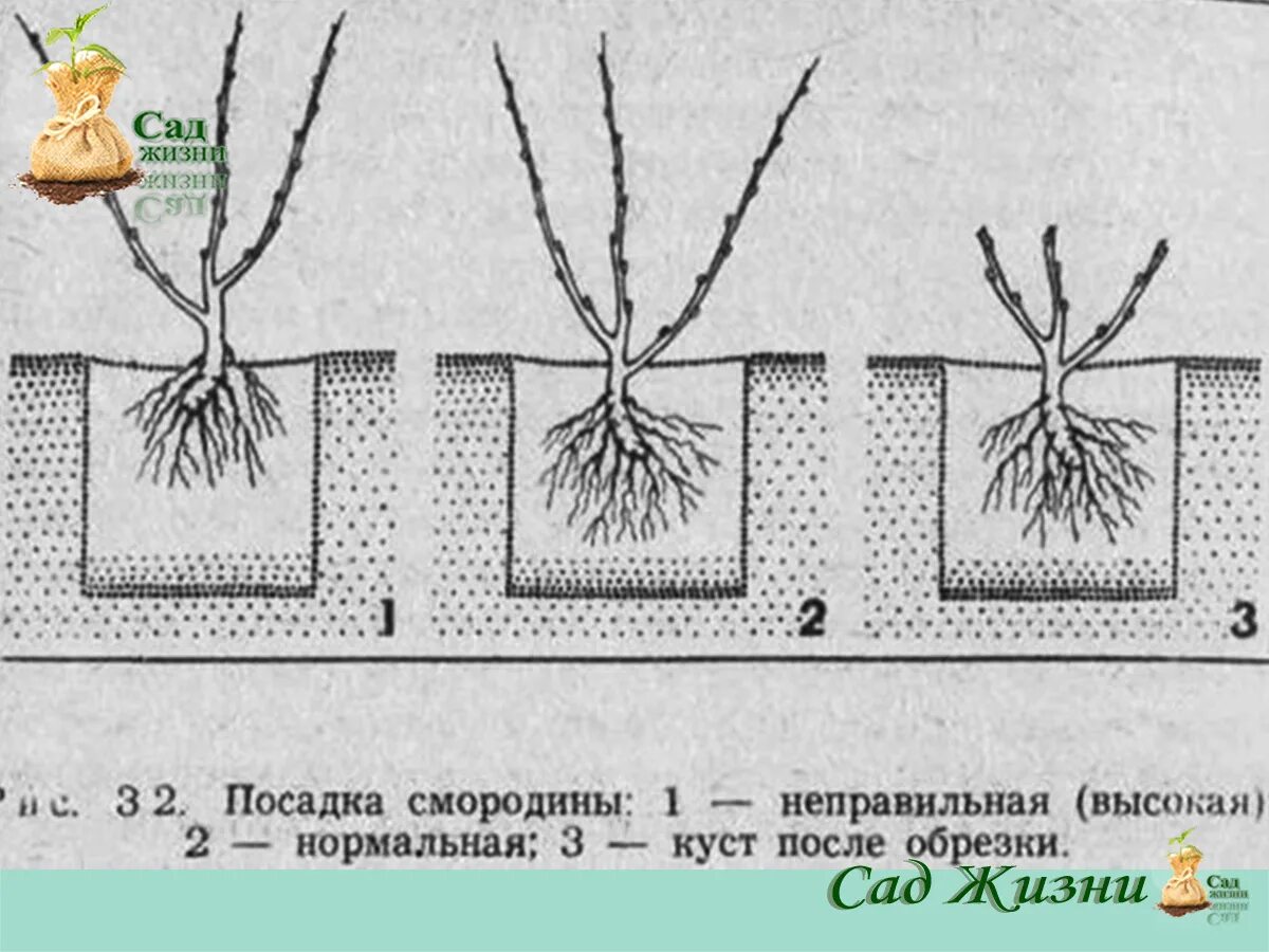 Посадка смородины в августе саженцами. Посадка кустов смородины весной. садим саженцы смородины весной.