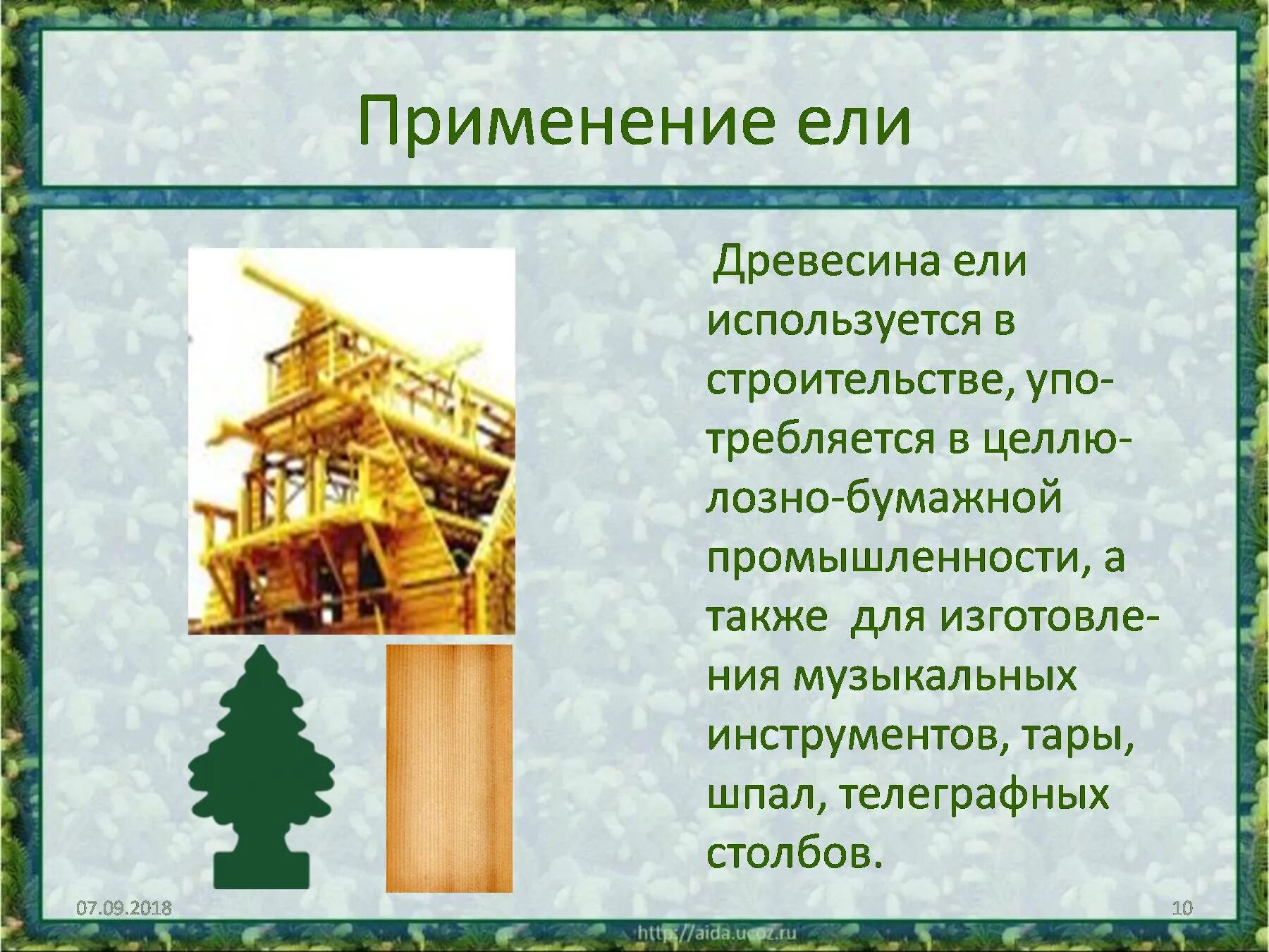 Как человек использует ель. Применение дерева ель. Ель польза для человека. Роль хвойных в жизни человека. Ель использование древесины.