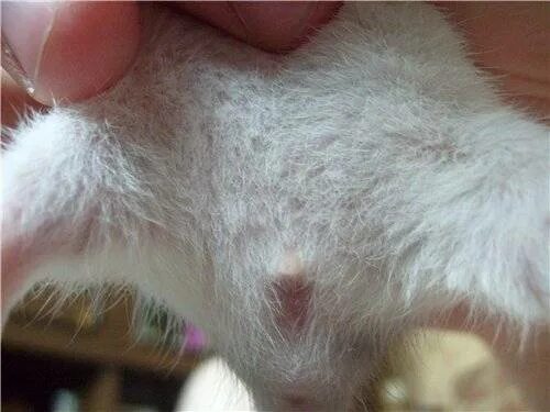 Крыса мальчиков и девочек как отличить. Пол новорожденных крысят. Маленькая крыса мальчик. Пол крысы дамбо. Как отличить крысу мальчика от девочки.