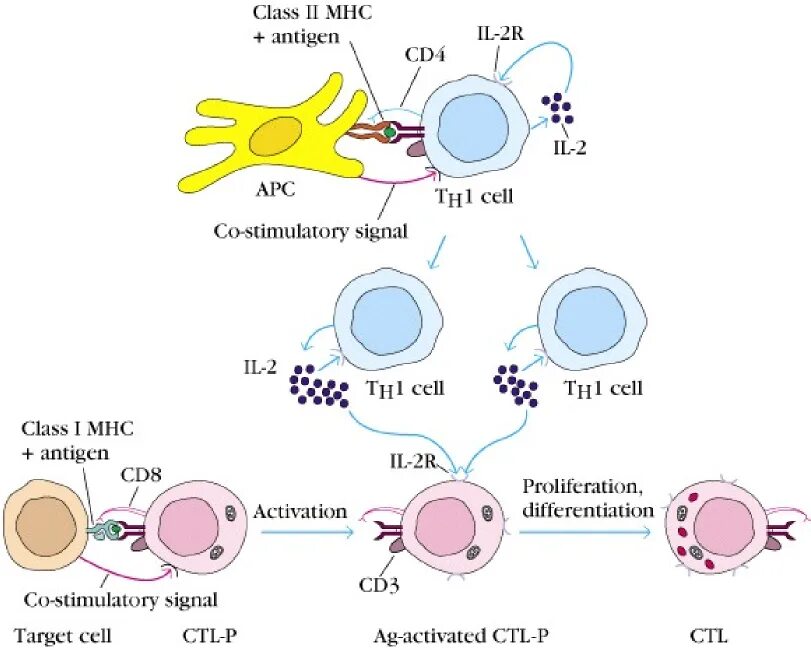 MHC 1 клетки. CD клетки иммунология. CD 4 иммунология. Cd4 cd8 иммунология.