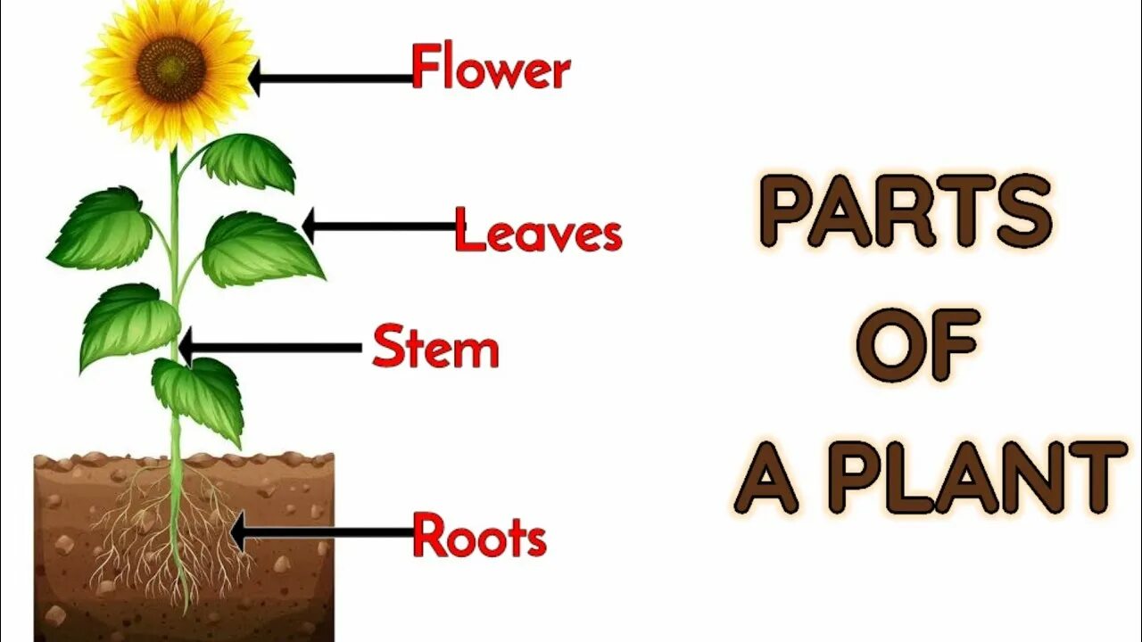 Plants kinds. Parts of Plants for Kids. Plants на английском для детей. Parts of a Plant ESL. Plants Parts function.