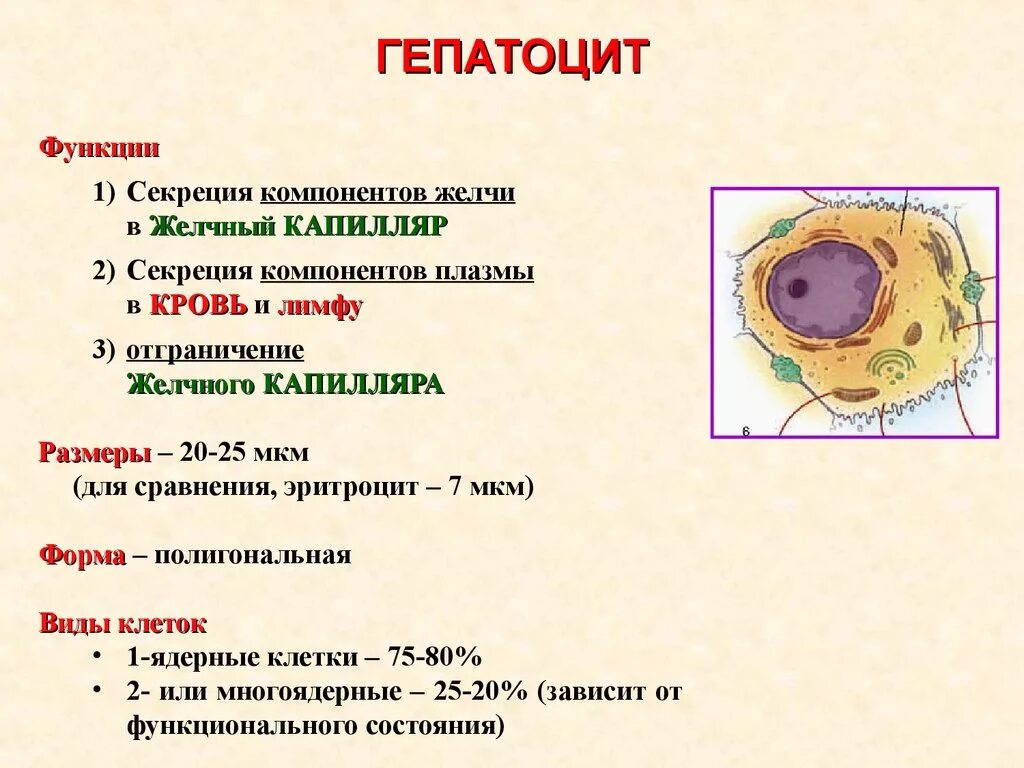 Количество клеток печени. Гепатоциты строение гистология. Строение клетка печени гепатоцит. Печеночная клетка гепатоцит. Гепатоцит печени гистология.