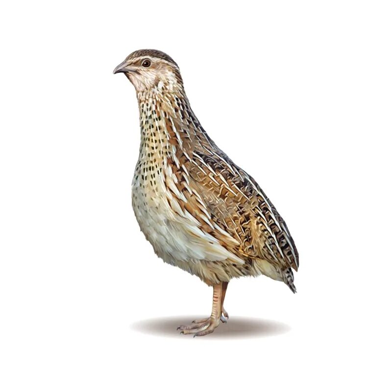 Перепел н. Перепел ареал. перепел обыкновенный coturnix coturnix. перепелка кавказская. перепелка на белом фоне.