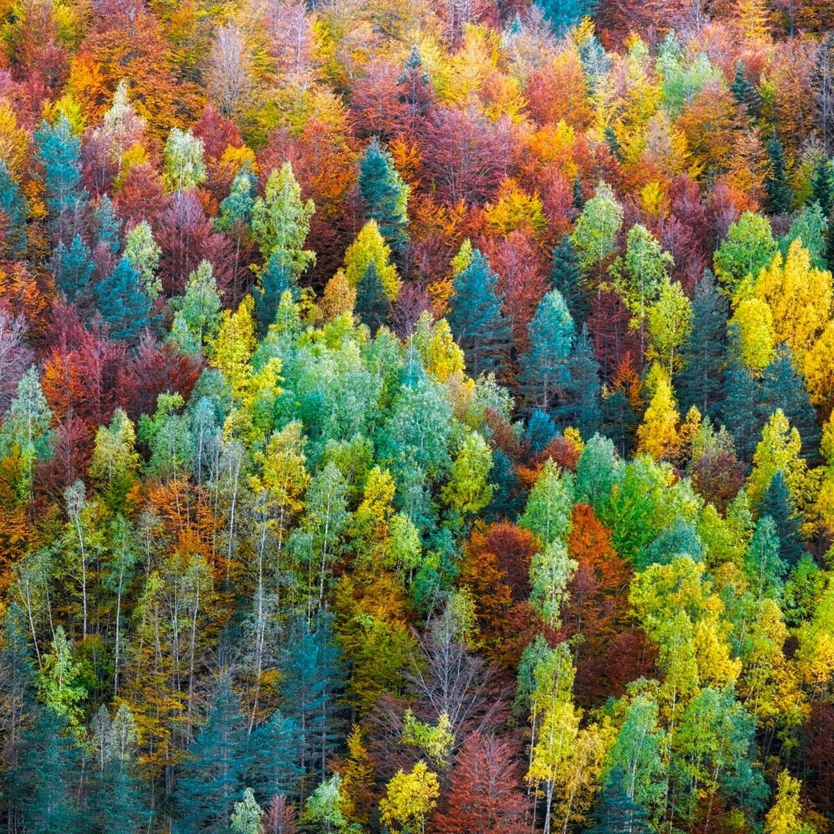 Пестрая страна. Разноцветное дерево. Краски природы. Осенний лес. Яркий лес.