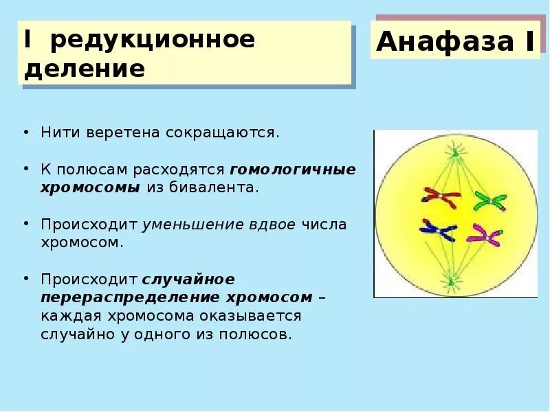 Происходит редукция числа хромосом. Нити веретена деления сокращаются. Редукция числа хромосом происходит в анафазе. При каком делении происходит редукция числа хромосом. Редукция числа хромосом происходит во время