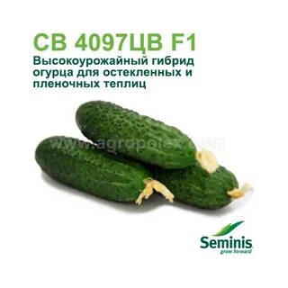 Огурцы 4097 описание