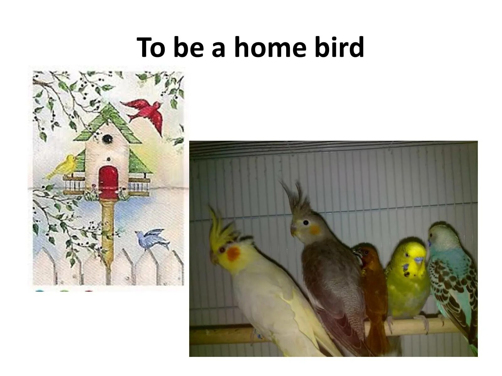 Home bird. Bird Home. Find the Home to the Bird. A knowing old Bird idiom.