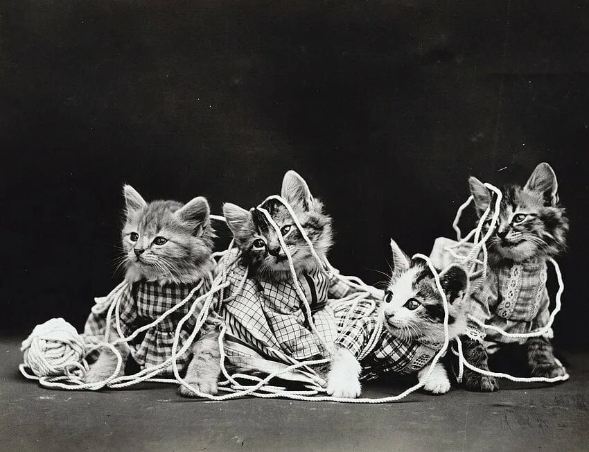 Vintage Photos of Cats from the 1950's Cat photo, Cats, Cute cats