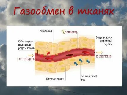 Кожа участвует в газообмене