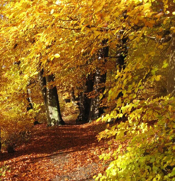 Тихая осень в россии. Уиндермир англия осень. Осенний вечер на пруду. Осень озеро. Осень вечерний лес русский красивые.