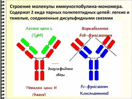 Природа иммуноглобулинов