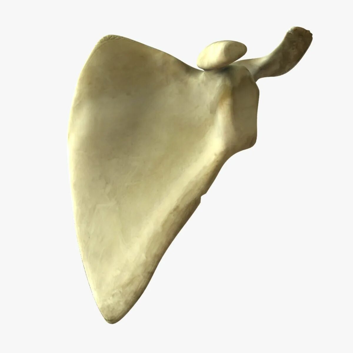 Лопатка scapula. Скелет человека лопатка. Лопаточная кость анатомия человека. Кости лопатки анатомия.