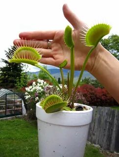 MONSTER flytrap...the DC XL Venus fly trap clone Sinekkapan Bitkisi, Doğa, ...