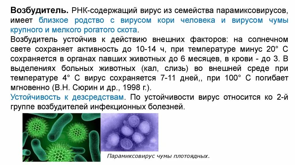 Строение вируса чумы собак. Чума плотоядных вирус под микроскопом. Возбудитель чумы плотоядных. Возбудиельчумы плотоядных.