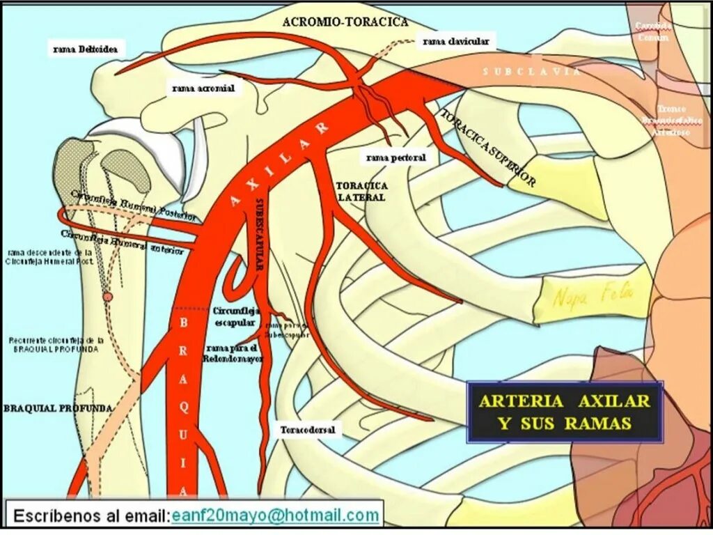 Как определить согласованные определения. Ветви a. Что такое согласованное определение в русском языке. Согласованное определение примеры. A.