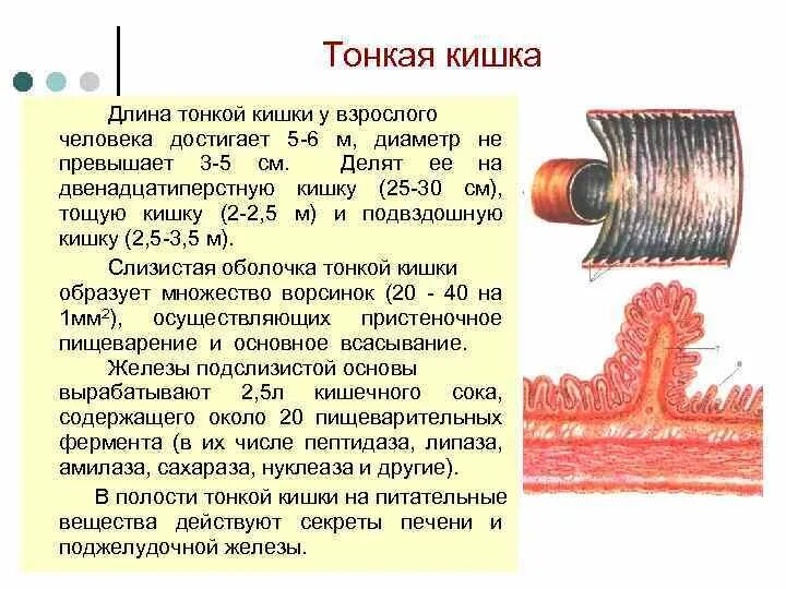 Сколько сантиметров кишка. Диаметр тонкой кишки у взрослого человека. Длина тонкой кишки у взрослого человека. Дл на тгкого кишечника.