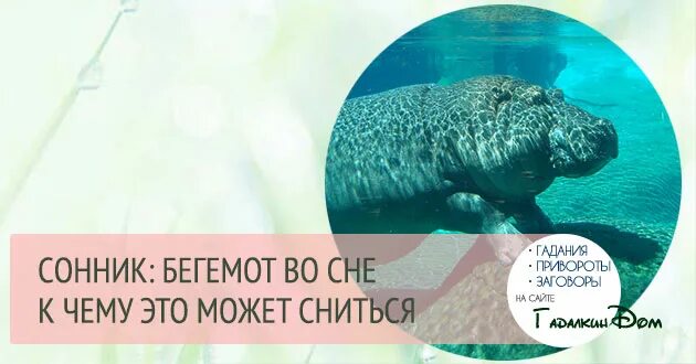 Сонник бегемотик. К чему снится бегемотик. Приснился гиппопотам голубой. Приснился бегемот. К чему снится бегемотик.