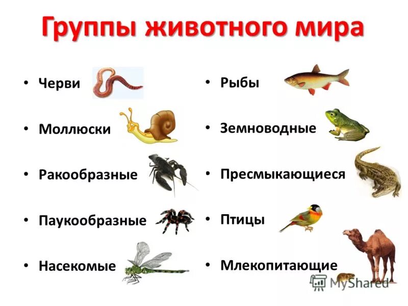 Птицы млекопитающие 3 класс