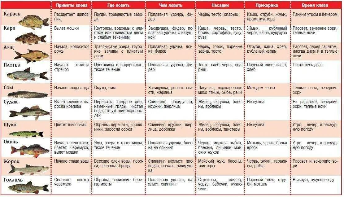 Можно ловить рыбу во время нереста. Таблица активности клёва рыбы. Таблица рыболова 2021. Календарь рыбака. Календарь ловли рыбы.