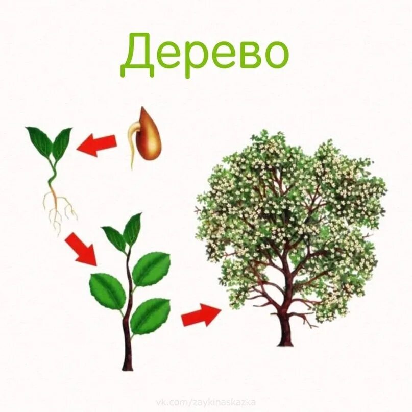 Как развивается живое