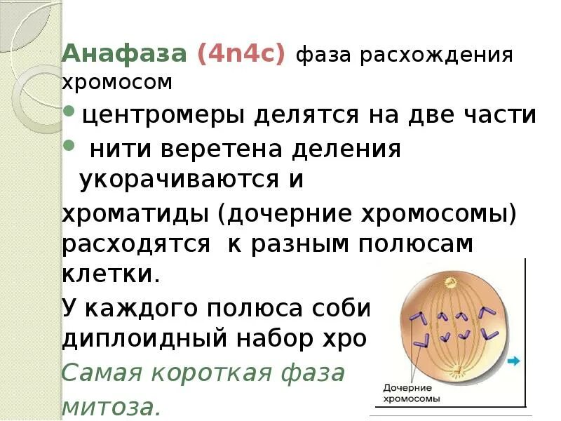 Сколько клеток в анафазе. Ядрышко в анафазе. Деление клетки анафаза. Анафаза митоза. Митоз Веретено деления.