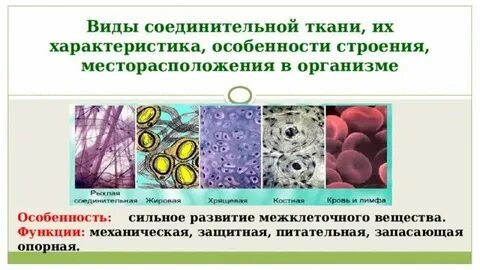 Какой вид соединительной ткани обеспечивает опорную