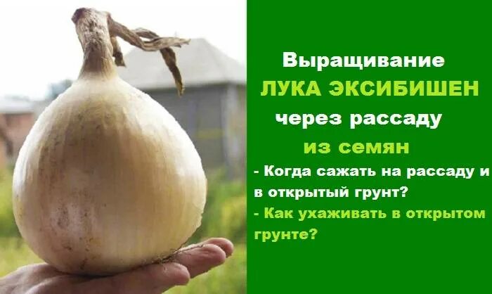лук эксибишен. благоприятные дни лук эксибишен. лук эксибишен семена. лук репчатый эксибишен. лук эксибишен рассада.