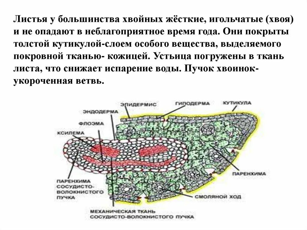 Листья хвойных покрыты кутикулой. Ткани листа сосны. Срез листа сосны. Строение игловидного листа сосны. Устьица хвойных.