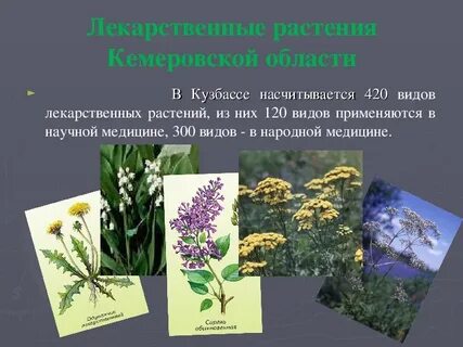 Растения кемеровской
