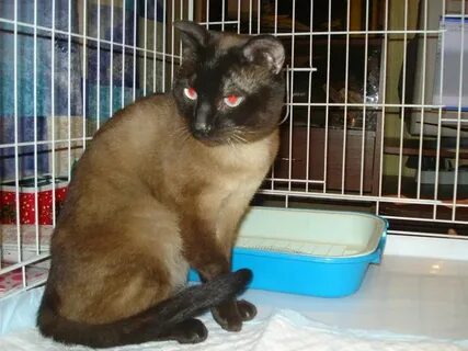 Котята в мурманске в добрые