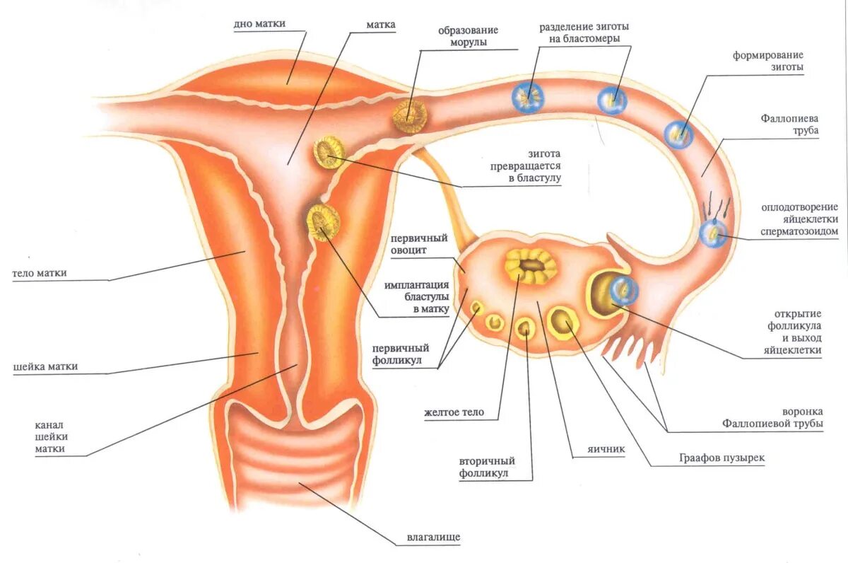 Строение матки оплодотворение. Строение матки и яйцеклетки. Схема менструационного цикла анатомия. Строение фолликулы яйцеклетки анатомия.