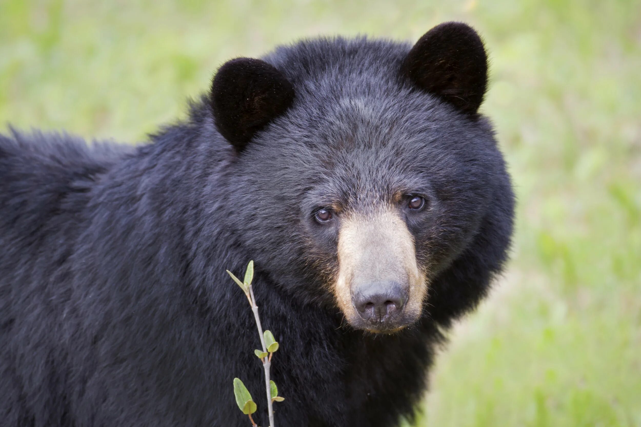 Bears end