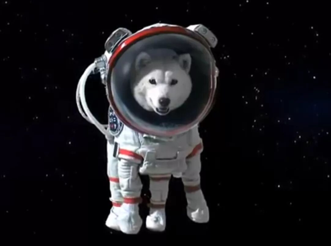 Космосе после собаки. Собаки космонавты. Собака в скафандре. Животные в космосе. Кот в скафандре.