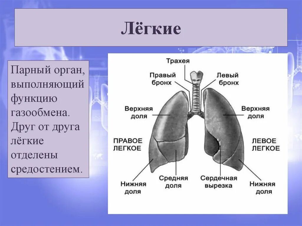 Легкие 8 класс кратко. Лёгкие строение. Легкие человека строение. Схема строения легких. Стреонре легкого.