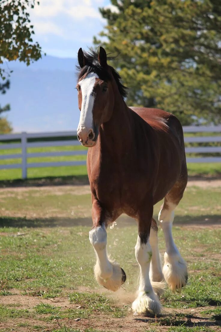File:Clydesdales 1.jpg - Wikipedia
