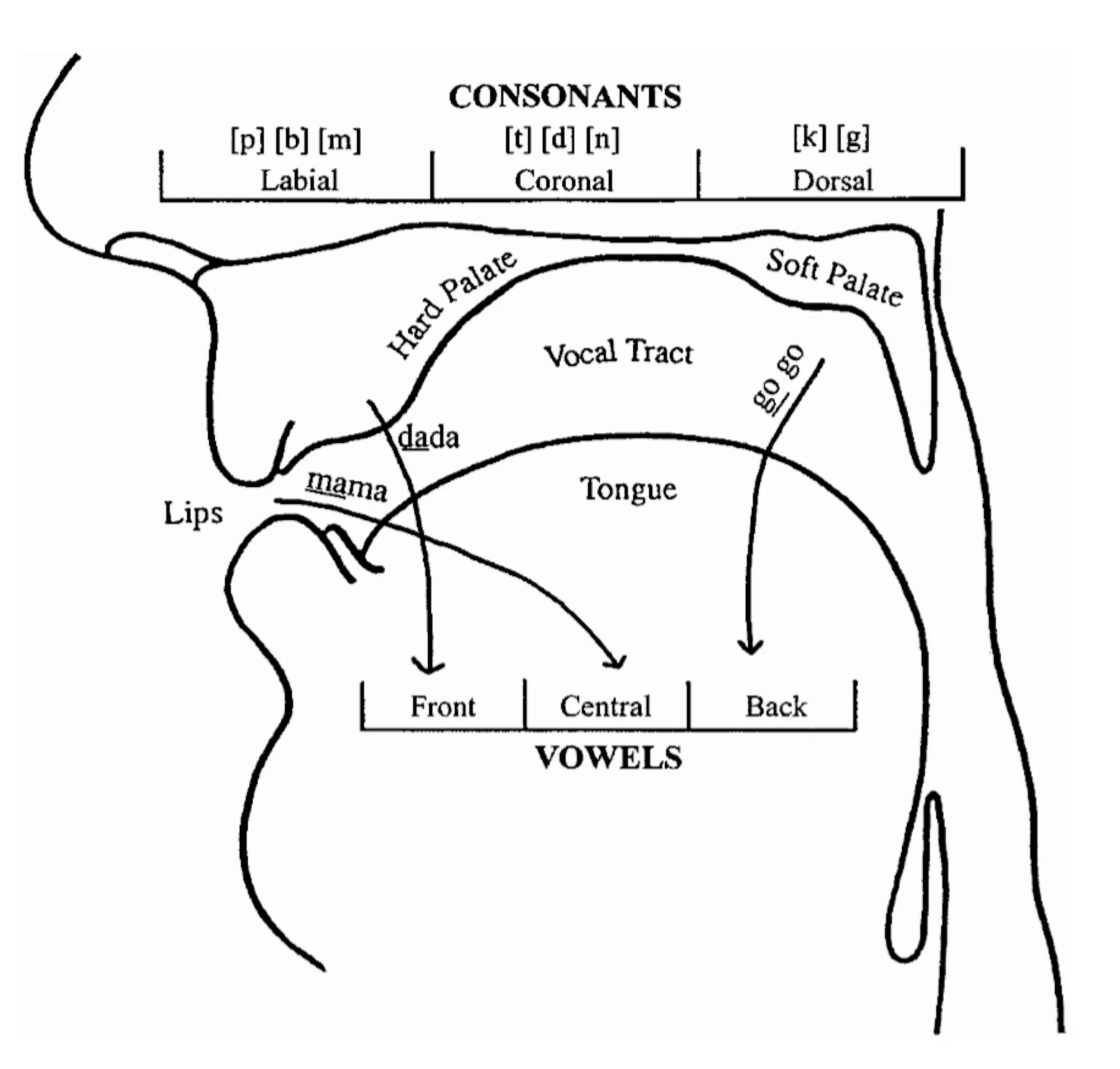 The language sound. Vowels and consonants in english phonetics. classification of speech sounds. organs of speech phonetics. articulatory phonetics. organs of speech.