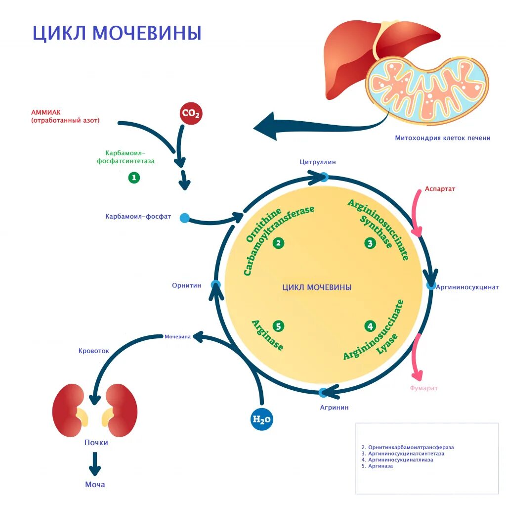 Мочевина в почках. Цикл мочевины. уткл иочеивгы в пеечни. мочевина в крови и моче. нормы концентрации мочевины в моче.