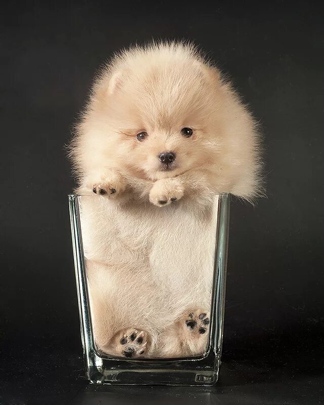 шпиц померанский карликовый. шпиц померанец мини. померанский шпиц мини щенок. мини померанский померанский шпиц. шпиц мини фото щенки.