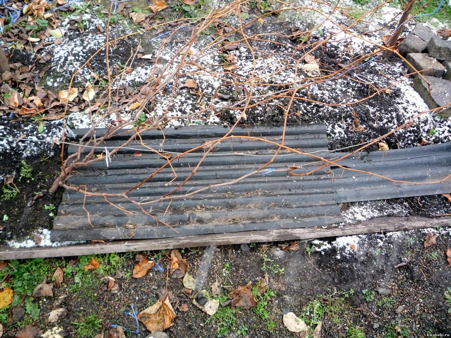Укрыть виноград на зиму. Укрытие винограда лапником на зиму. Укрыть виноград на зиму. Укрывной материал для винограда на зиму. Укрытие для винограда.