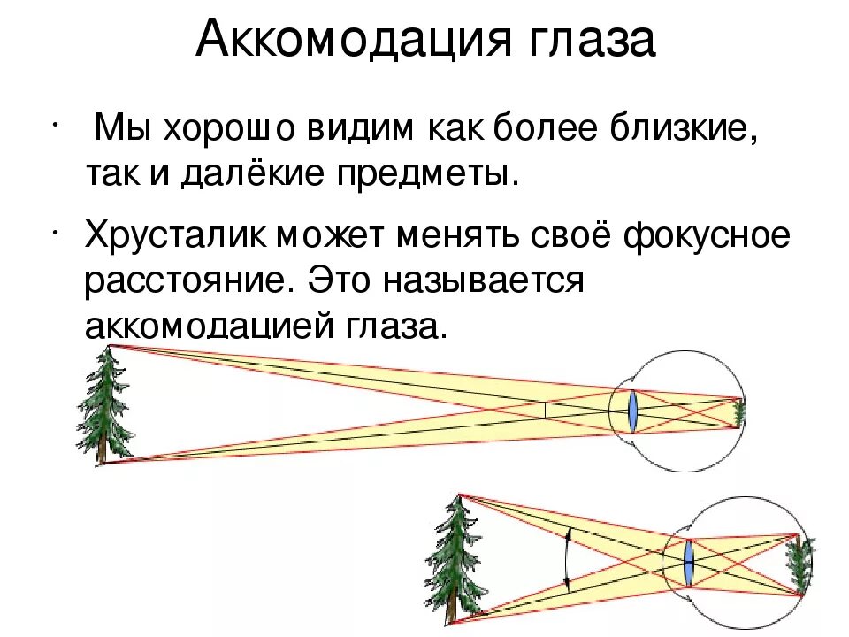 Почему видит глаз. Аккомодацией глаза называется. Аккомодация глаза человека. Построение изображения в глазу. Почему мы видим объекты.