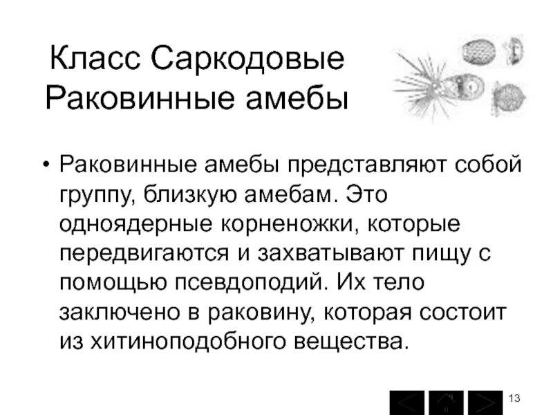 Захватывание пищи при помощи ложноножек