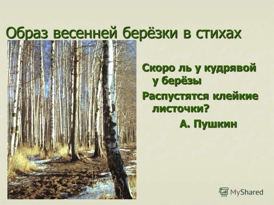 Стихи пушкина береза. Стих про березу. Стихотворение про березу весной. Стихи о весенних березах. Стихотворение о весенней Березе.