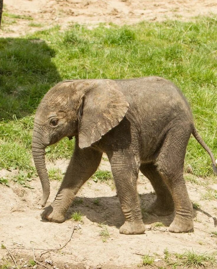 Elephant child