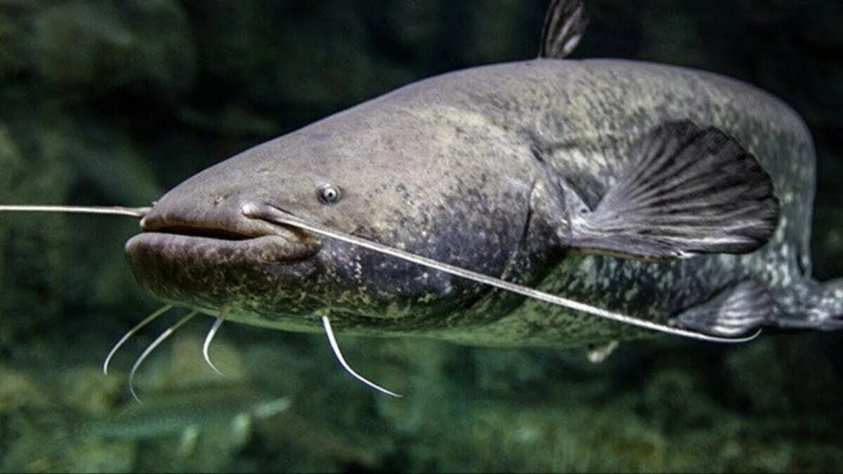 Тин сом. Европейский сом Silurus GLANIS. Silurus GLANIS рыба. Сом обыкновенный Silurus GLANIS. Рыба сом - сомики..