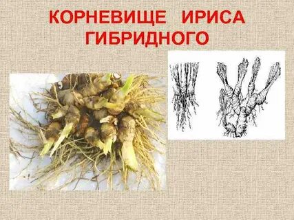Корневище это