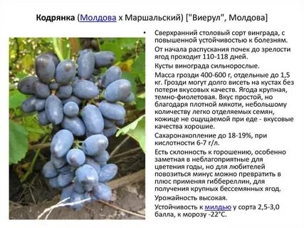 Виноград кодрянка описание сорта