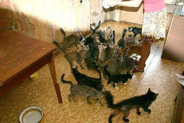 Оставить кошку одну на неделю можно